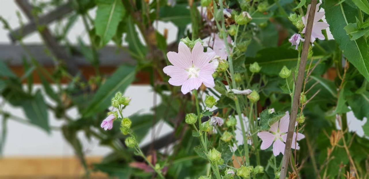 בולסטרלאנג Ferienwohnung Bader מראה חיצוני תמונה